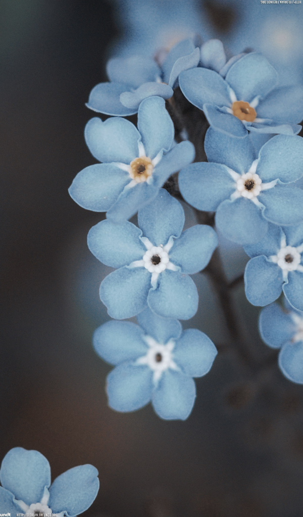 Веточка голубых цветов