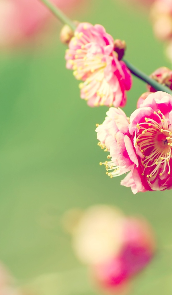 Веточка розовых цветов