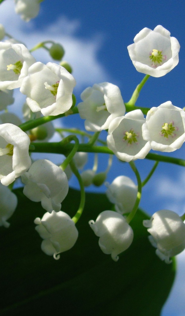 Веточка белых лилий