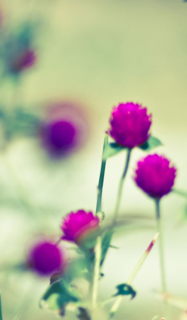 Бабочка на сиреневом цветке