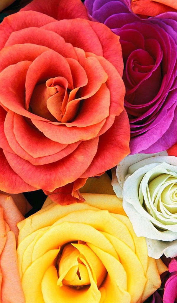 Разноцветные розы