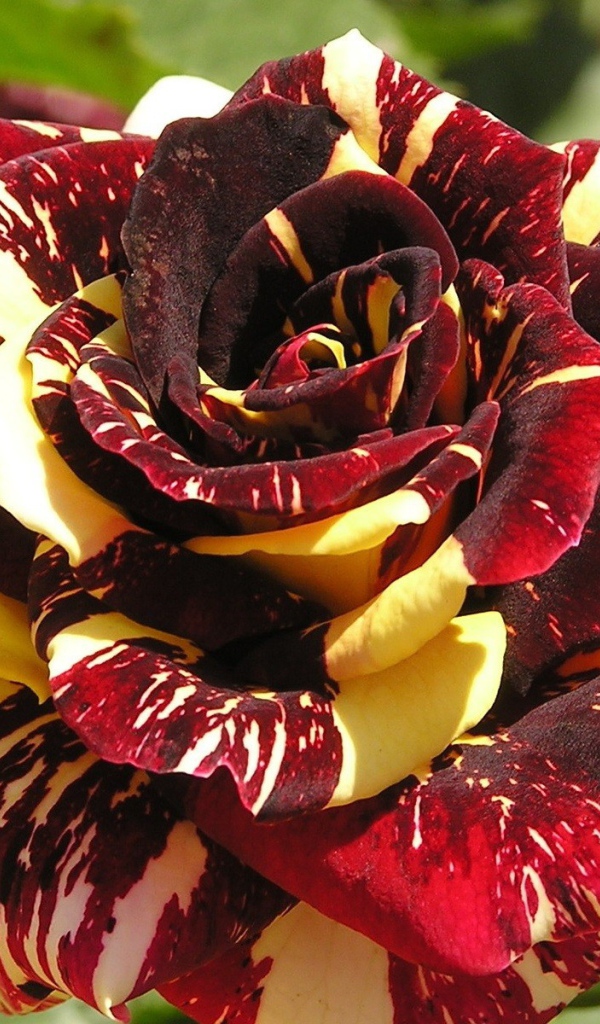 Разноцветная роза