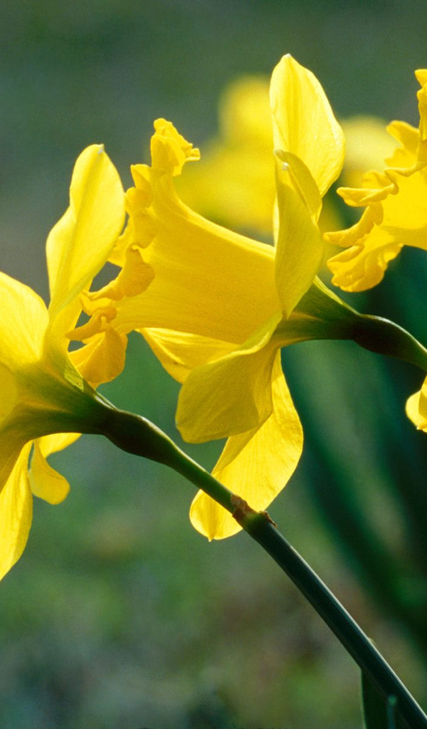 Нарциссы, цветы