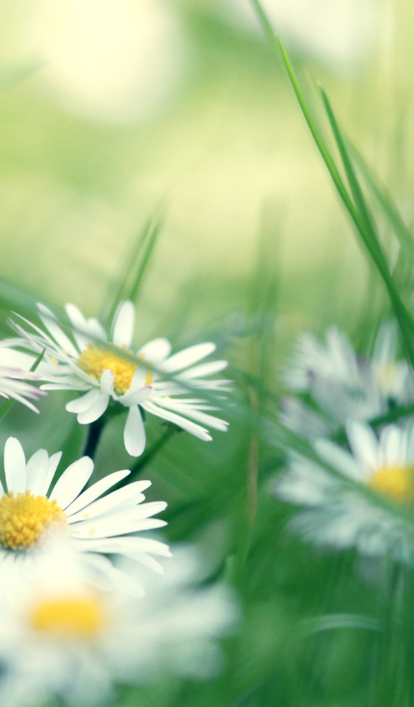 Ромашки в зеленой траве