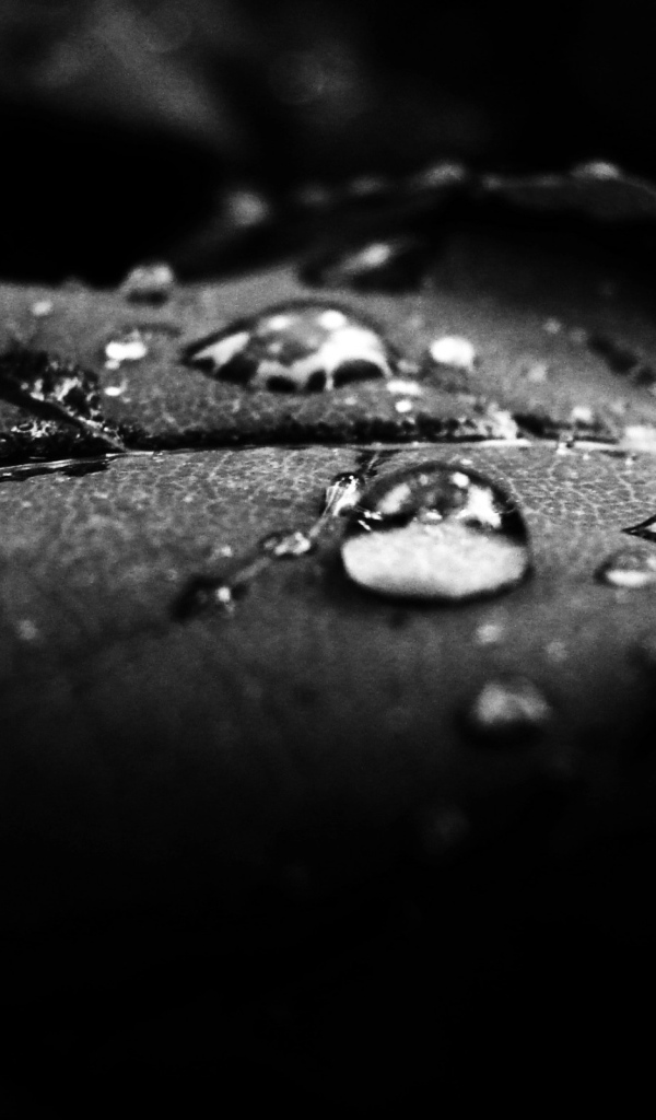 Роса на лепестке