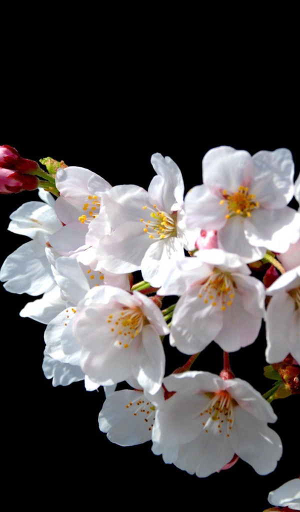 Цветы Японской вишни на черном фоне