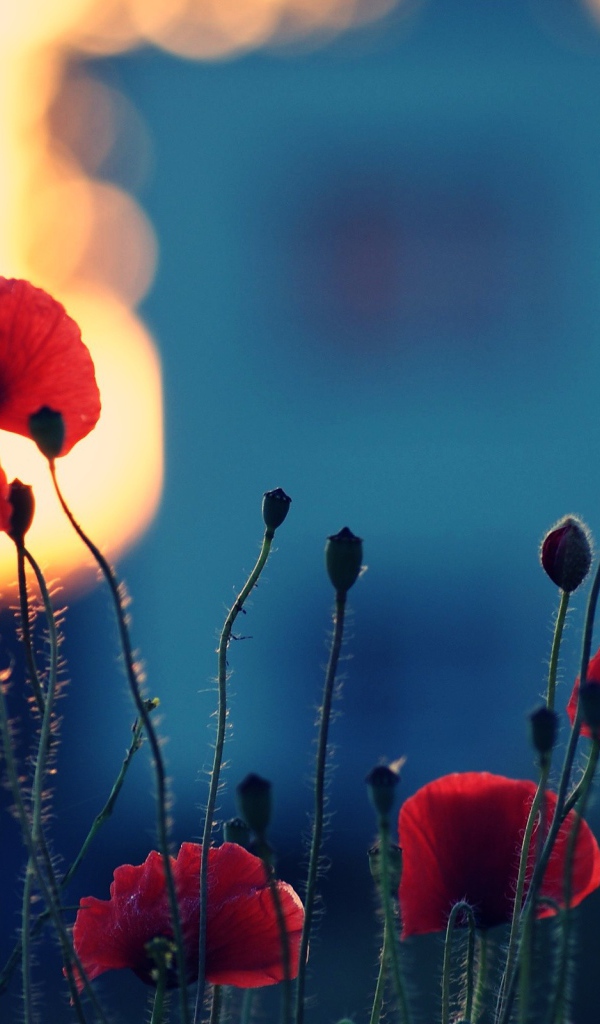 Вечерние маки
