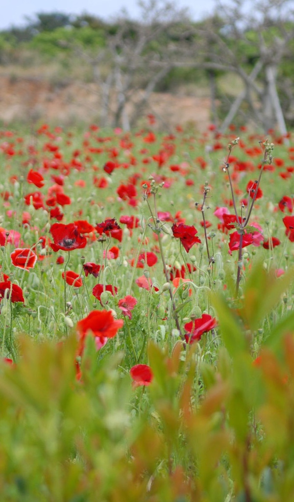 Поле цветущего мака
