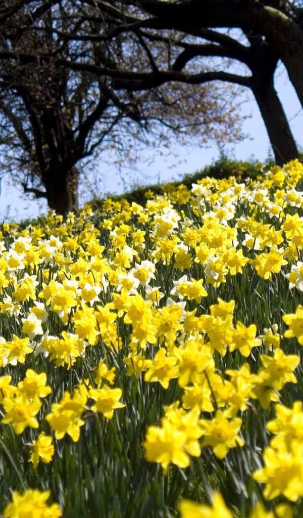 Поле белых и желтых цветов