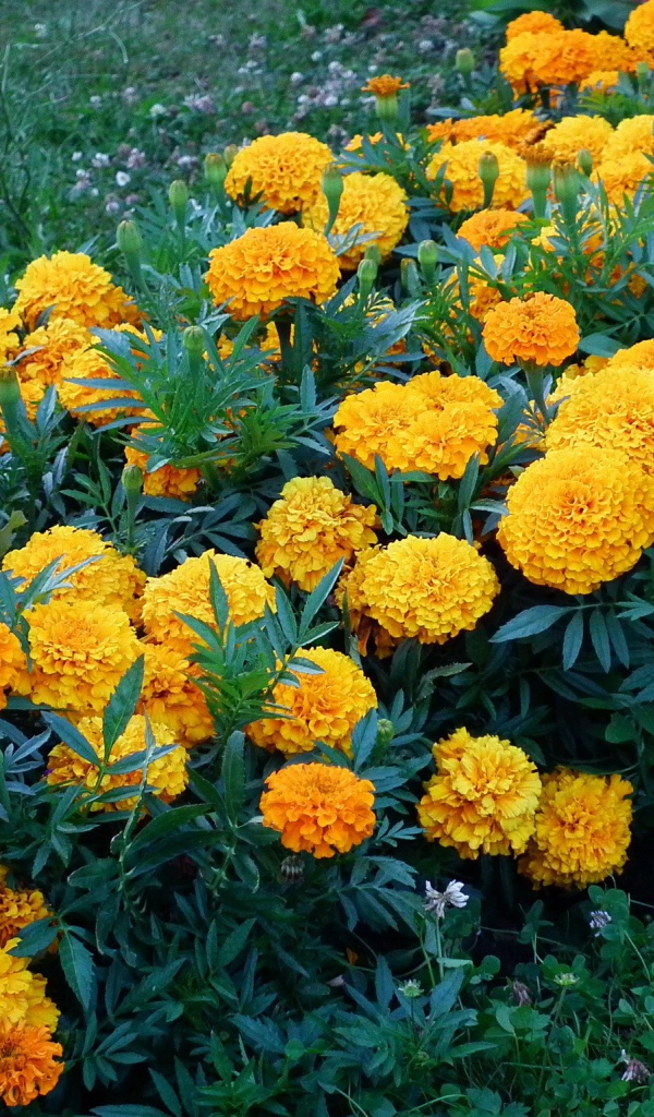Flower-bed with yellow flowers