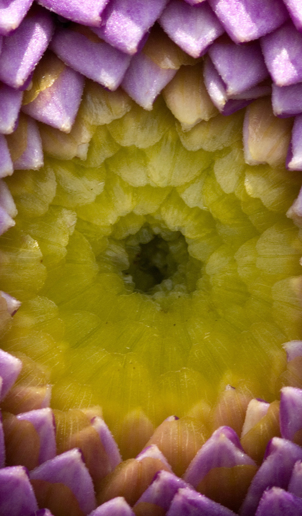 Цветок георгины