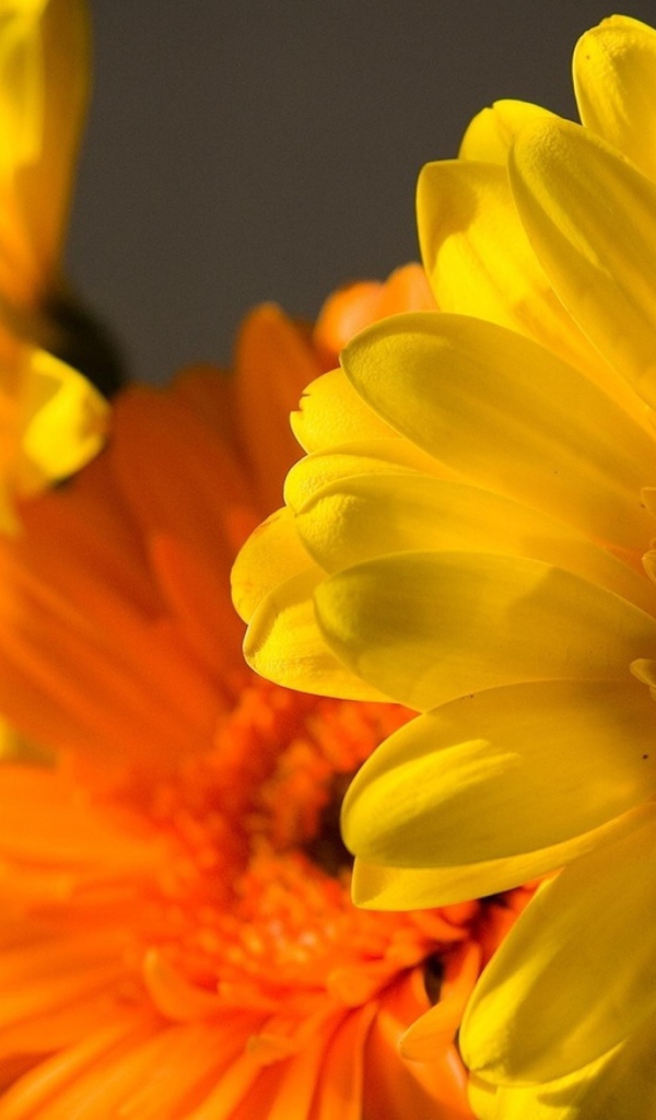 Flower gerbera yellow