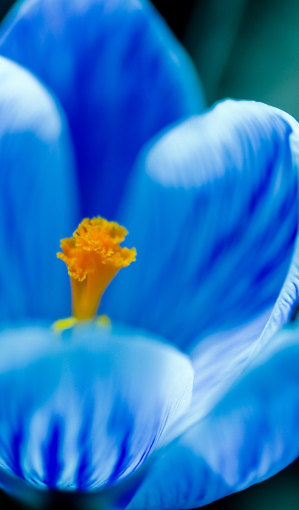 Цветок с голубыми лепестками