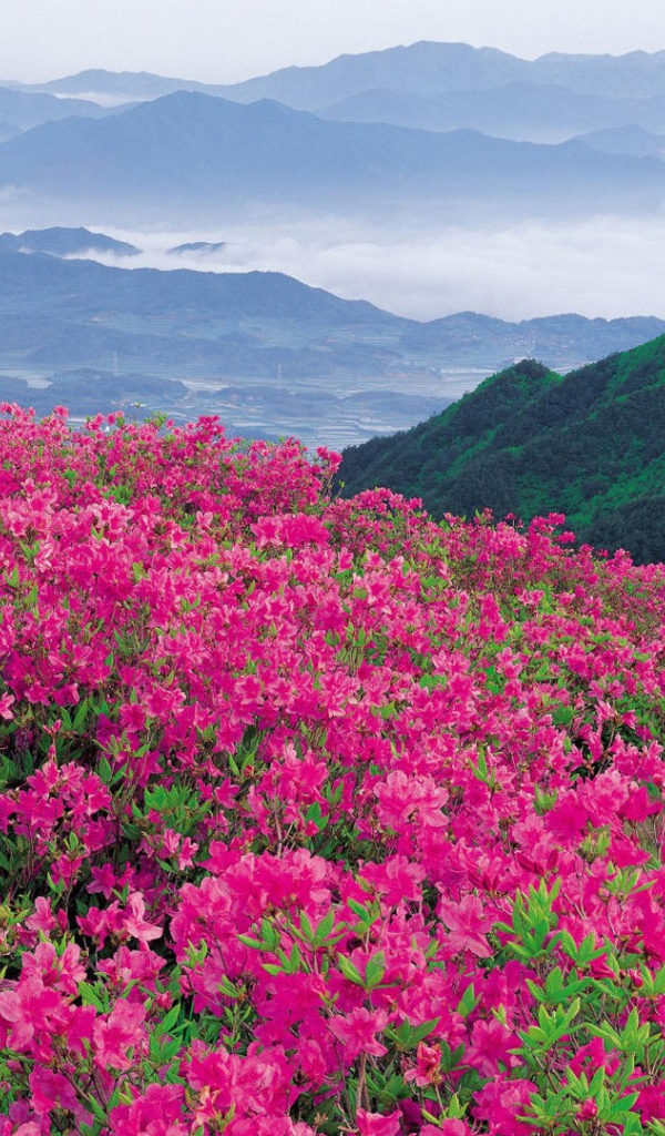 Цветы в горах