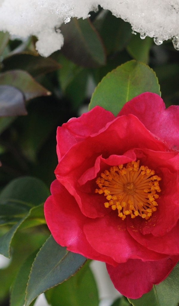 Цветы в снегу