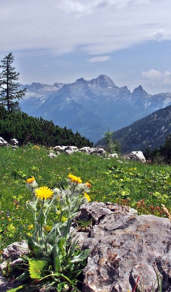 Цветы на камнях