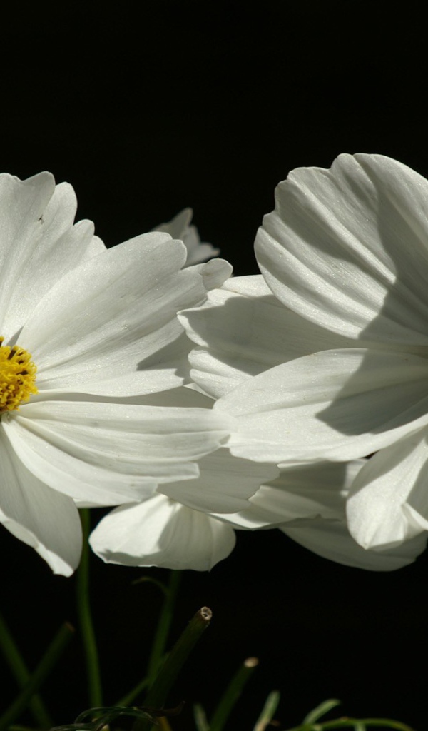 Цветы растения белые