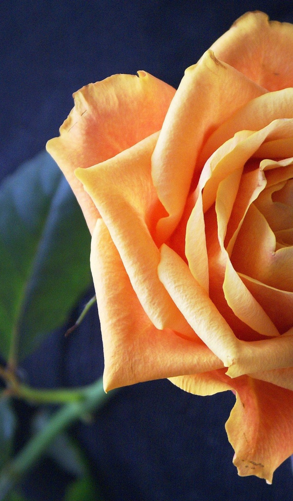 Нежная оранжевая роза