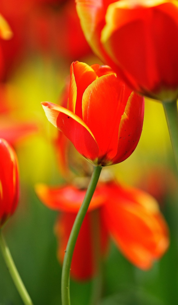 Поляна тюльпанов