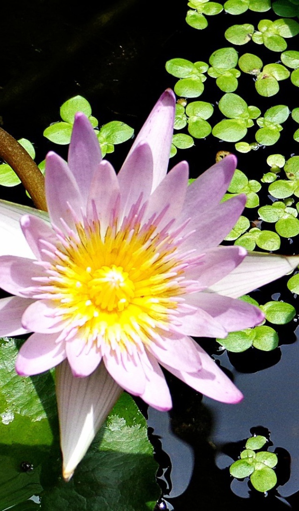  Сиреневая Лилия в воде