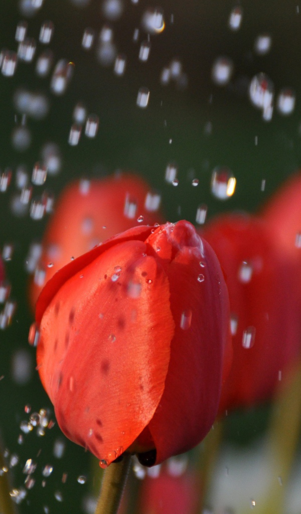 Ландыши и капли