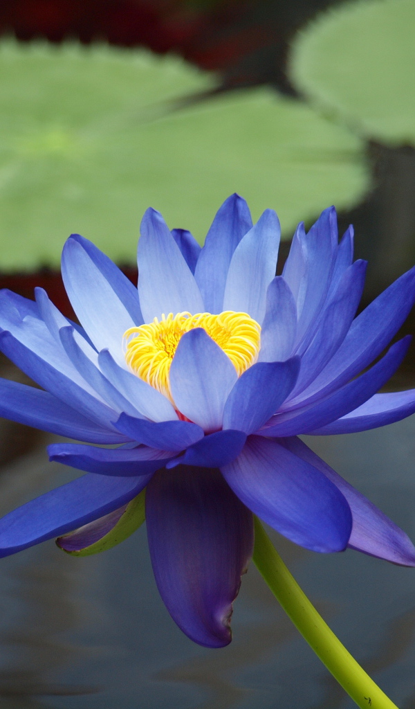 Цветок лотоса