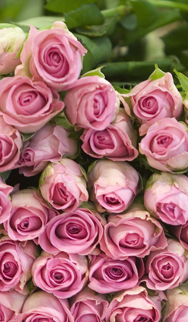 Гора розовых роз