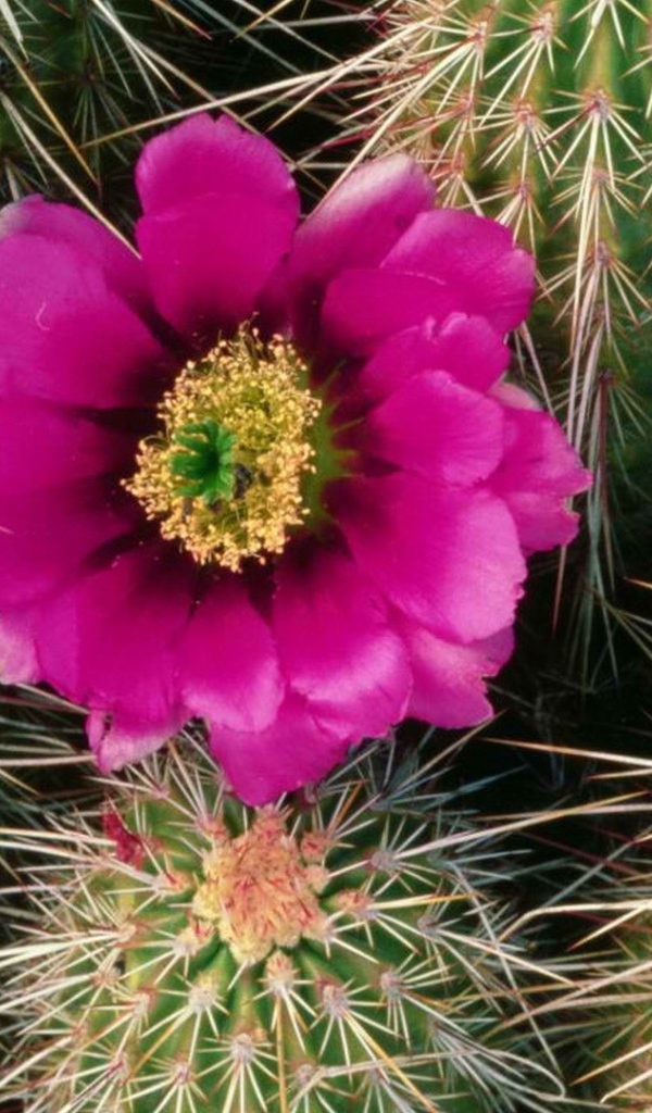 Один Розовый цветок кактуса