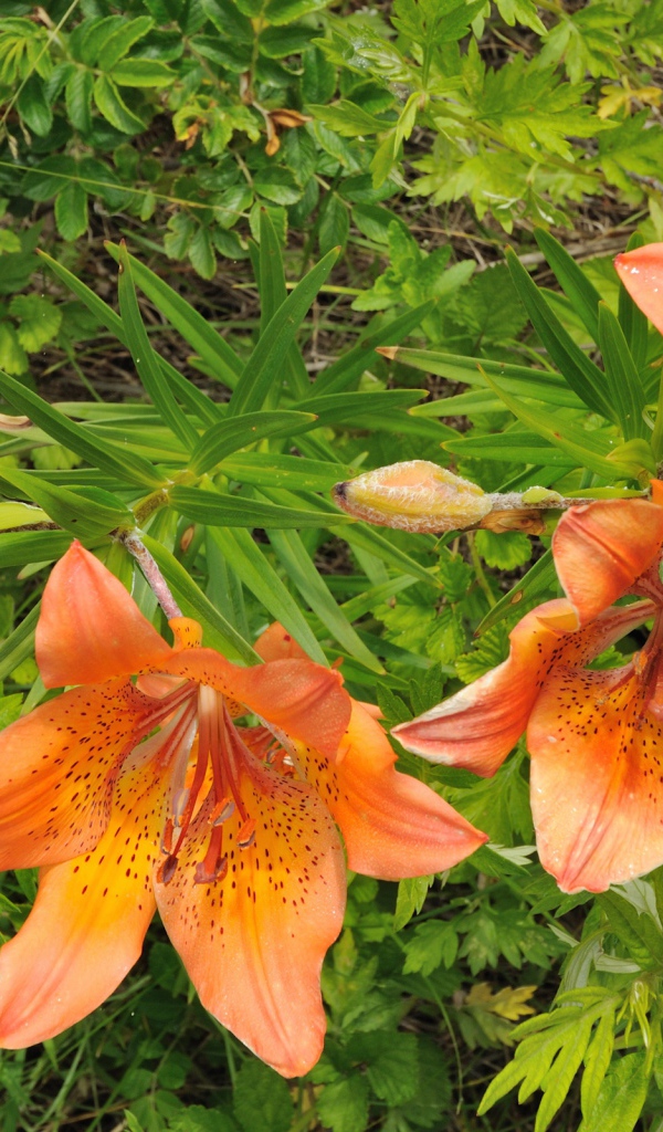 Оранжевые цветы и зелень