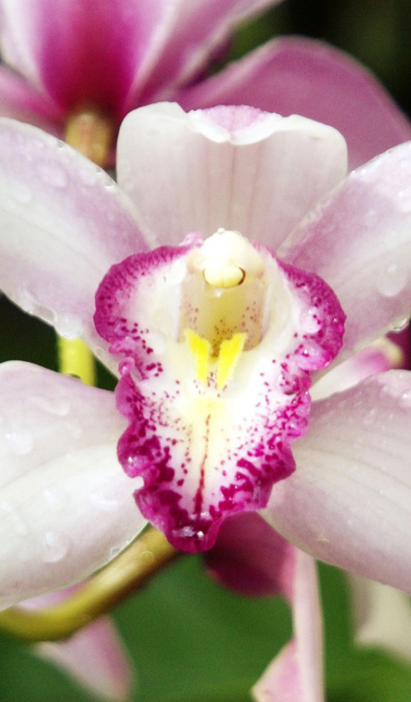 Орхидеи с каплями росы