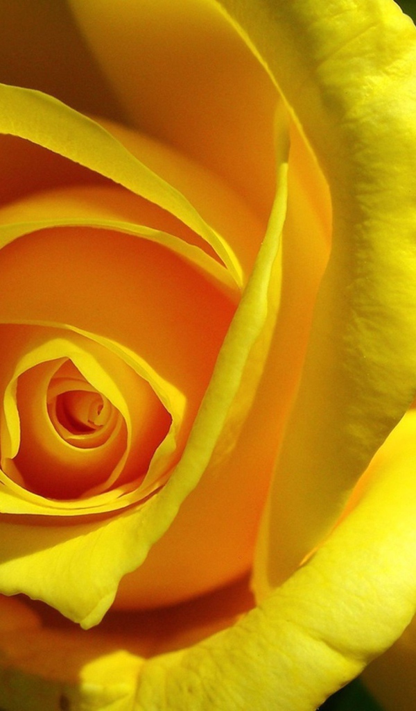 Оригинальная Желтая роза