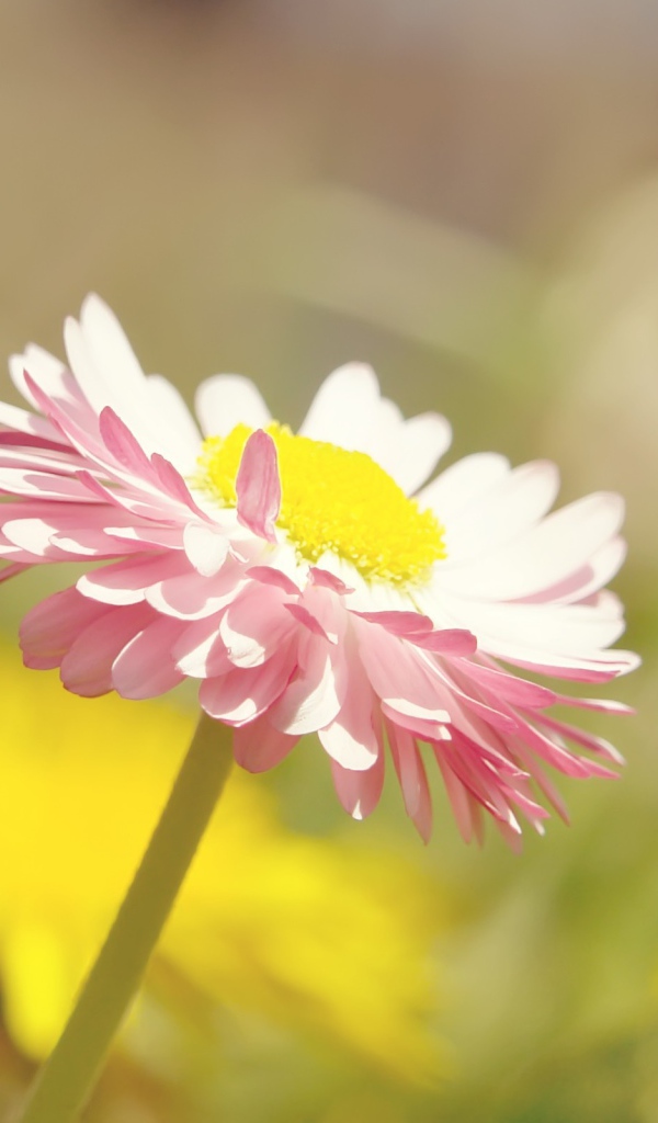 Бледная ромашка