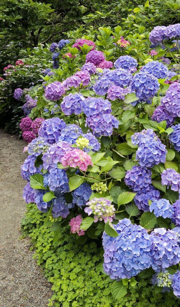 Тропинка среди цветов