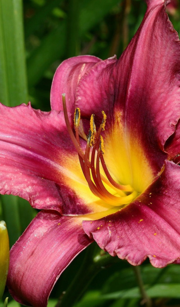 Розовая лилия