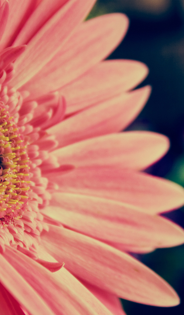 Розовая гербера