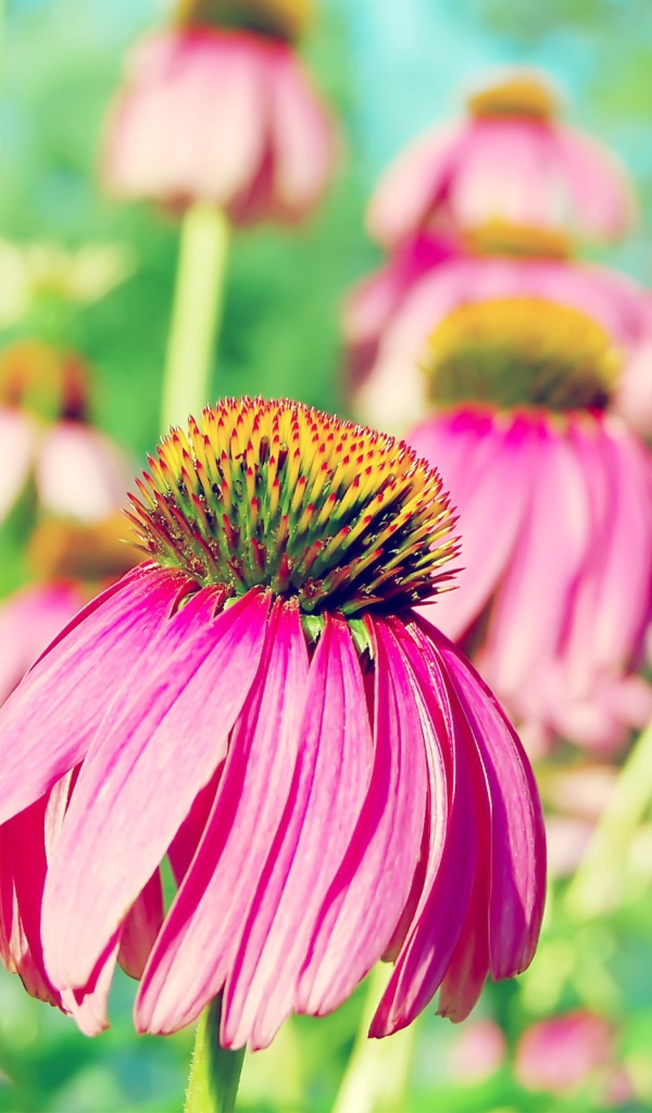 Розовая ромашка