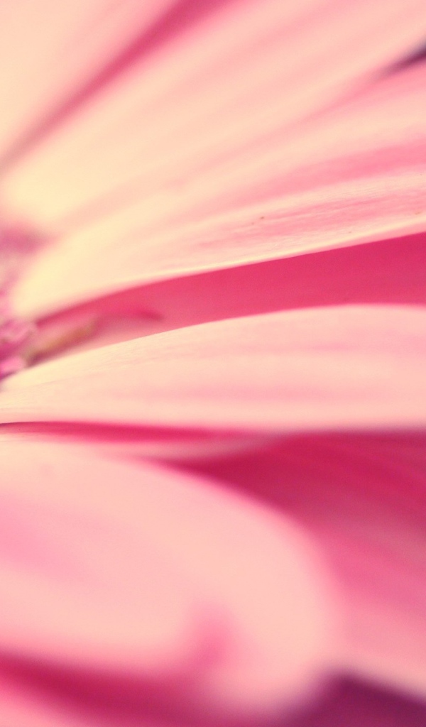 Лепестки розового цветка