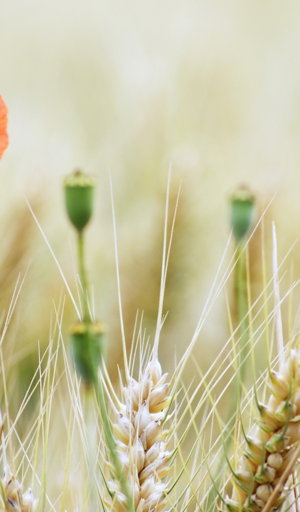 Маки на пшеничном поле