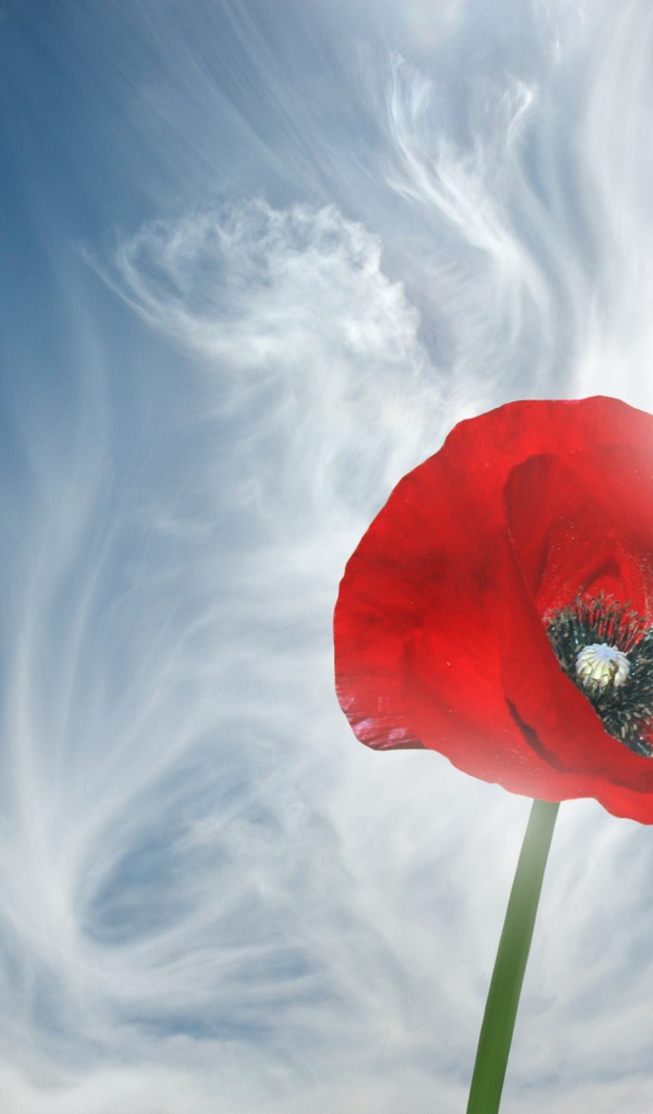 Мак и голубое небо