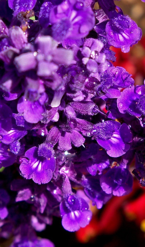 Фиолетовые цветы в саду