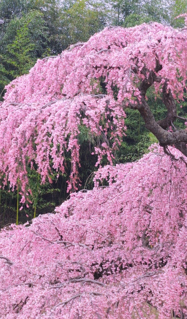 Бурное цветение весной