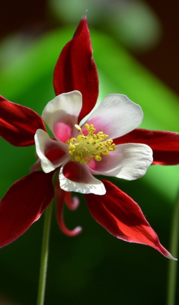 Красно белый цветок