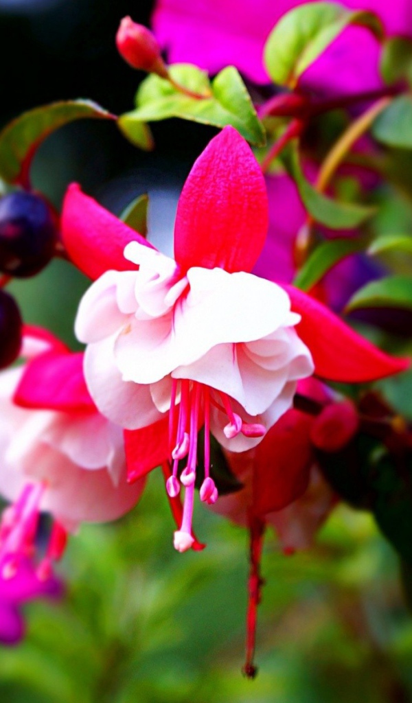 Красно-белые цветы