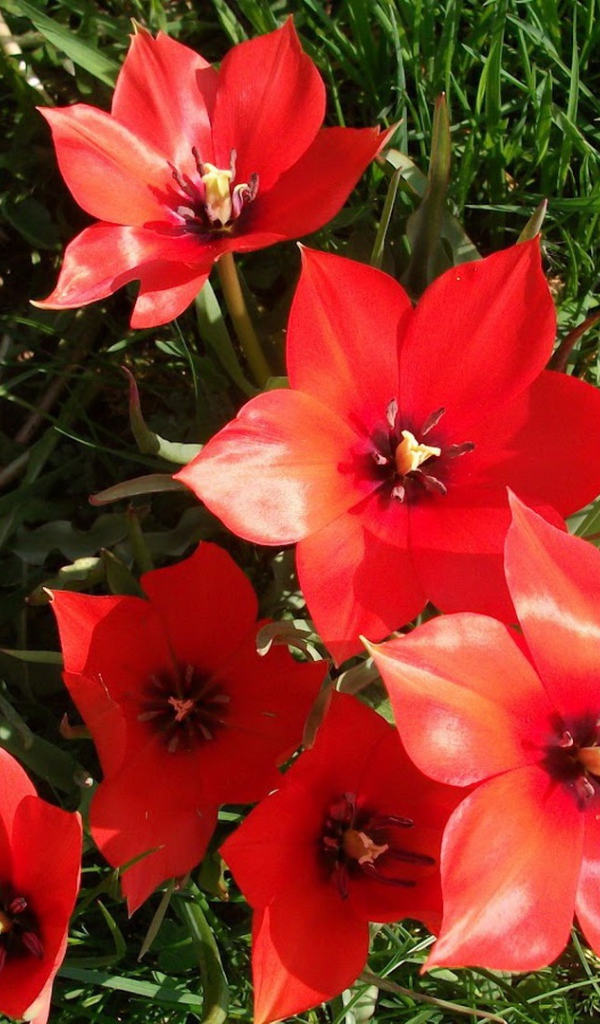 Красные блестящие цветы