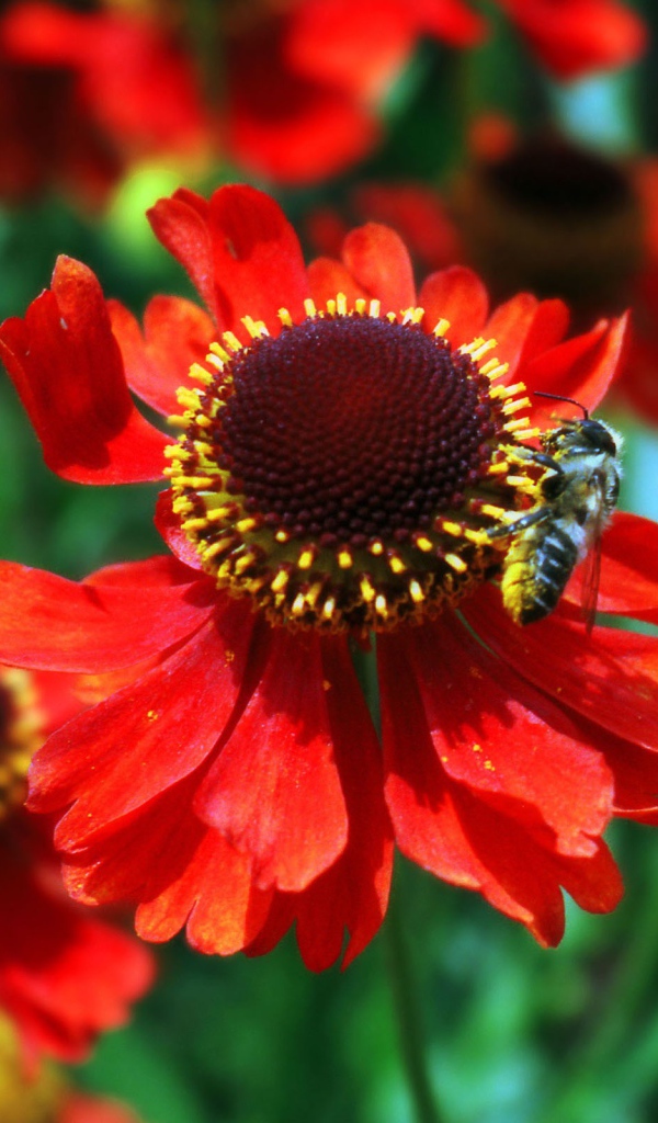 Красные цветы и пчела