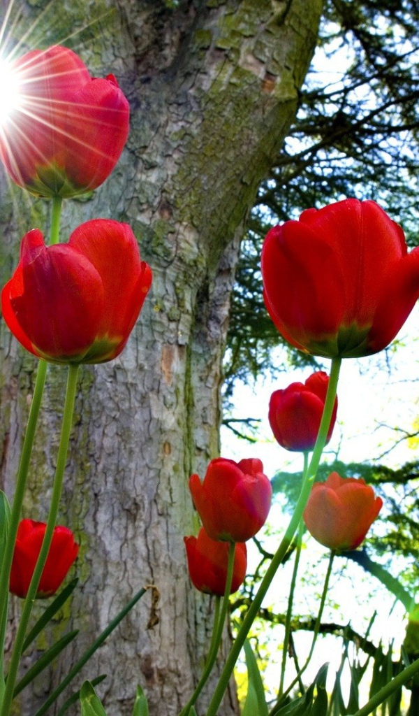 Красные тюльпаны под солнцем