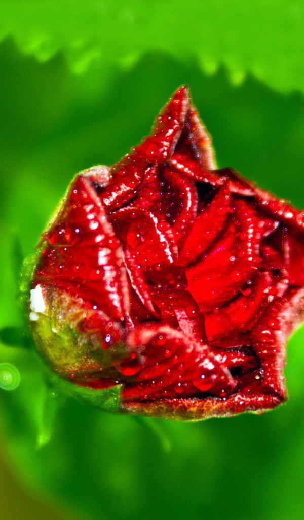 Бутон розы с капельками