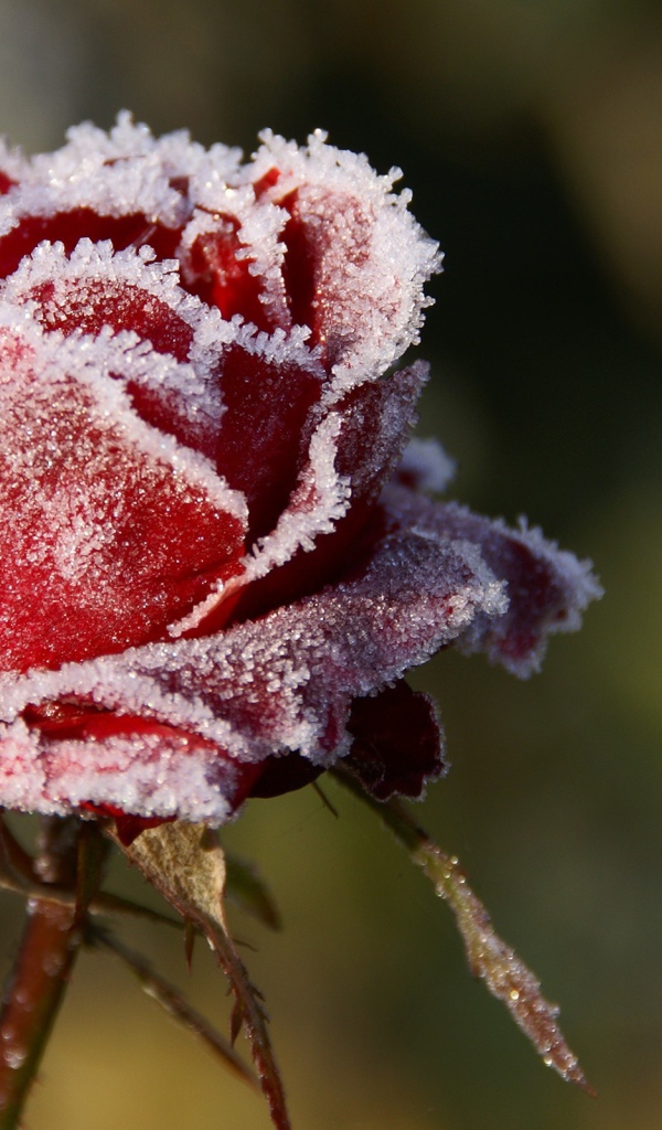Роза в снегу