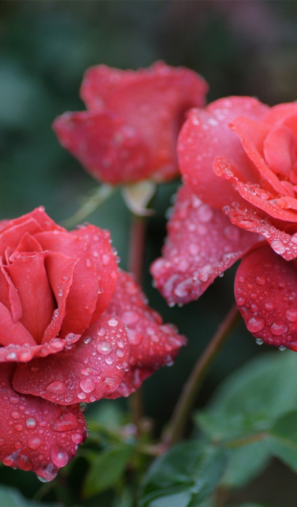 Розы в утренней росе