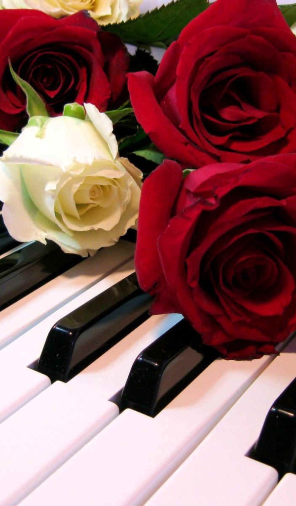 Розы на клавишах рояля